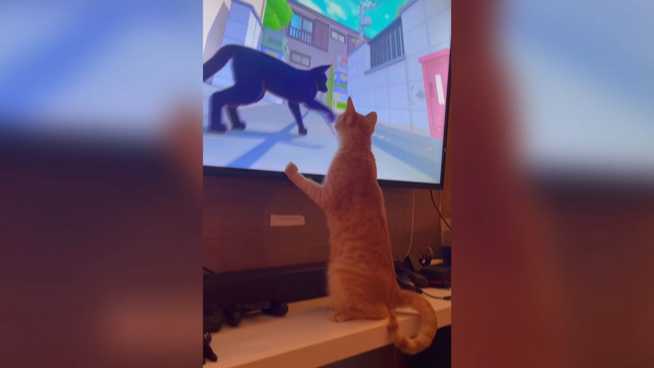 Videospielsüchtig: Diese Katze ist ein echter Gamer
