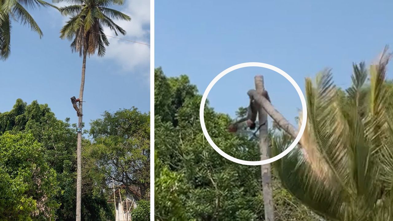 Gefährliche Kettensägenaktion: Palme schleudert Baumfäller in die Luft