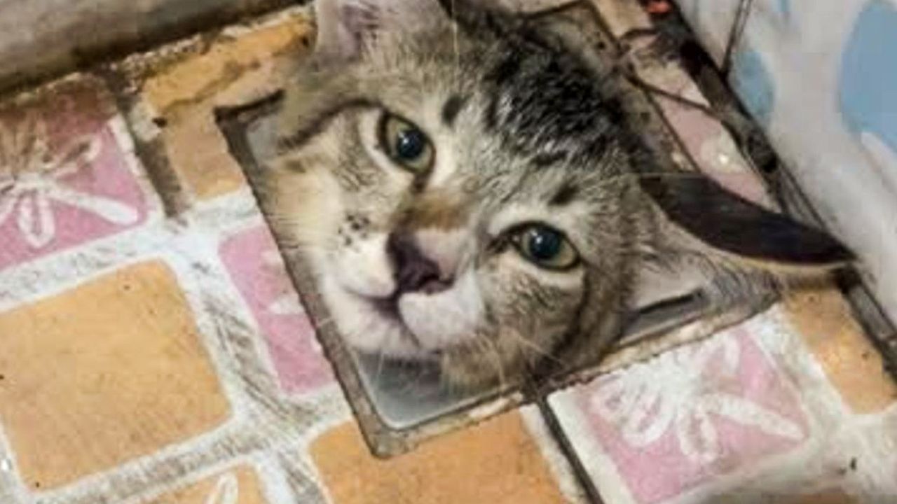 Eigene Fähigkeiten überschätzt: Stubentiger steckt im Abfluss fest