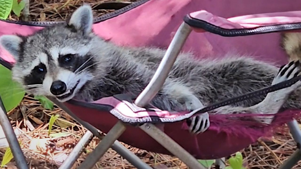 Einfach nur dreist: Frecher Waschbär macht es sich auf Stuhl bequem