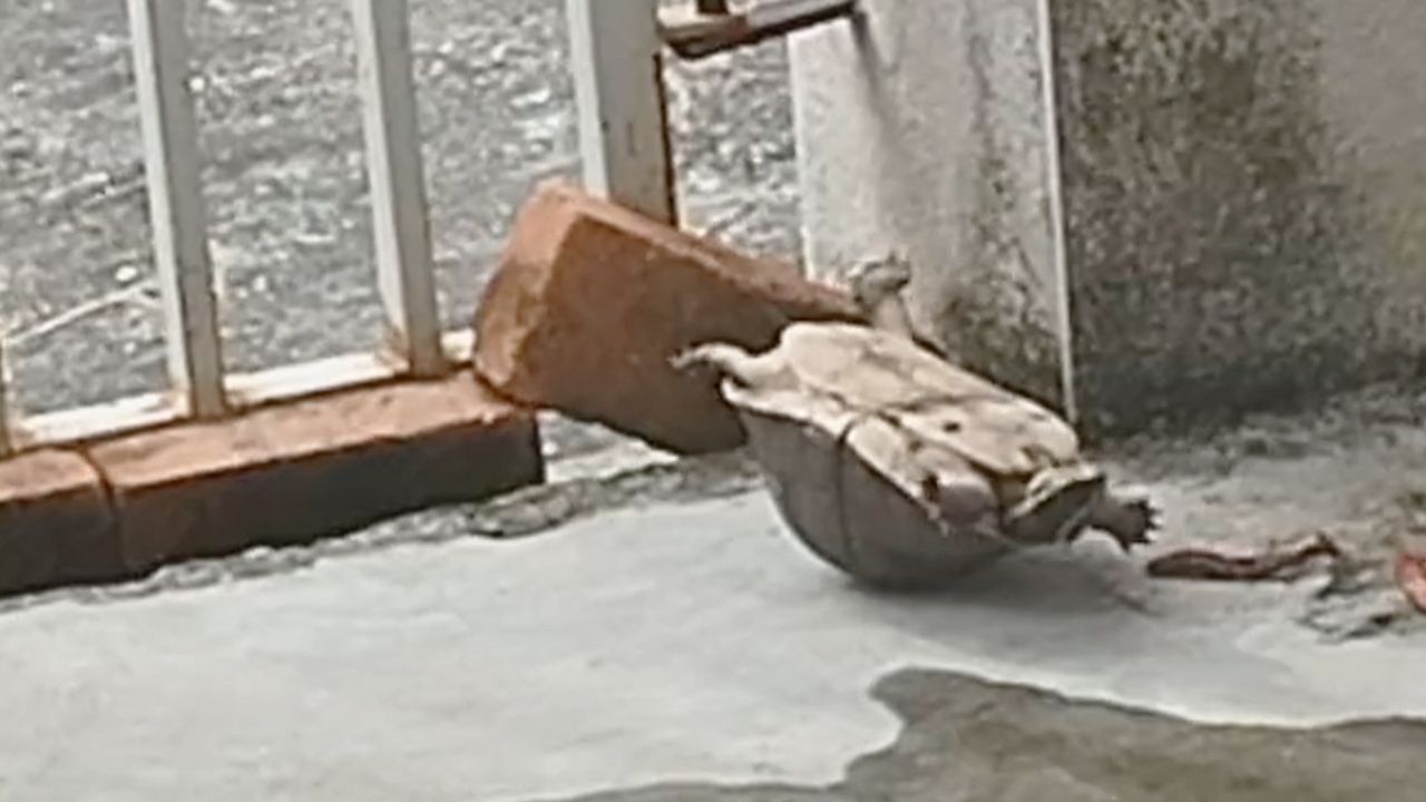 Auf dem Rücken gelandet: Geschickte Schildkröte kommt wieder auf die Beine