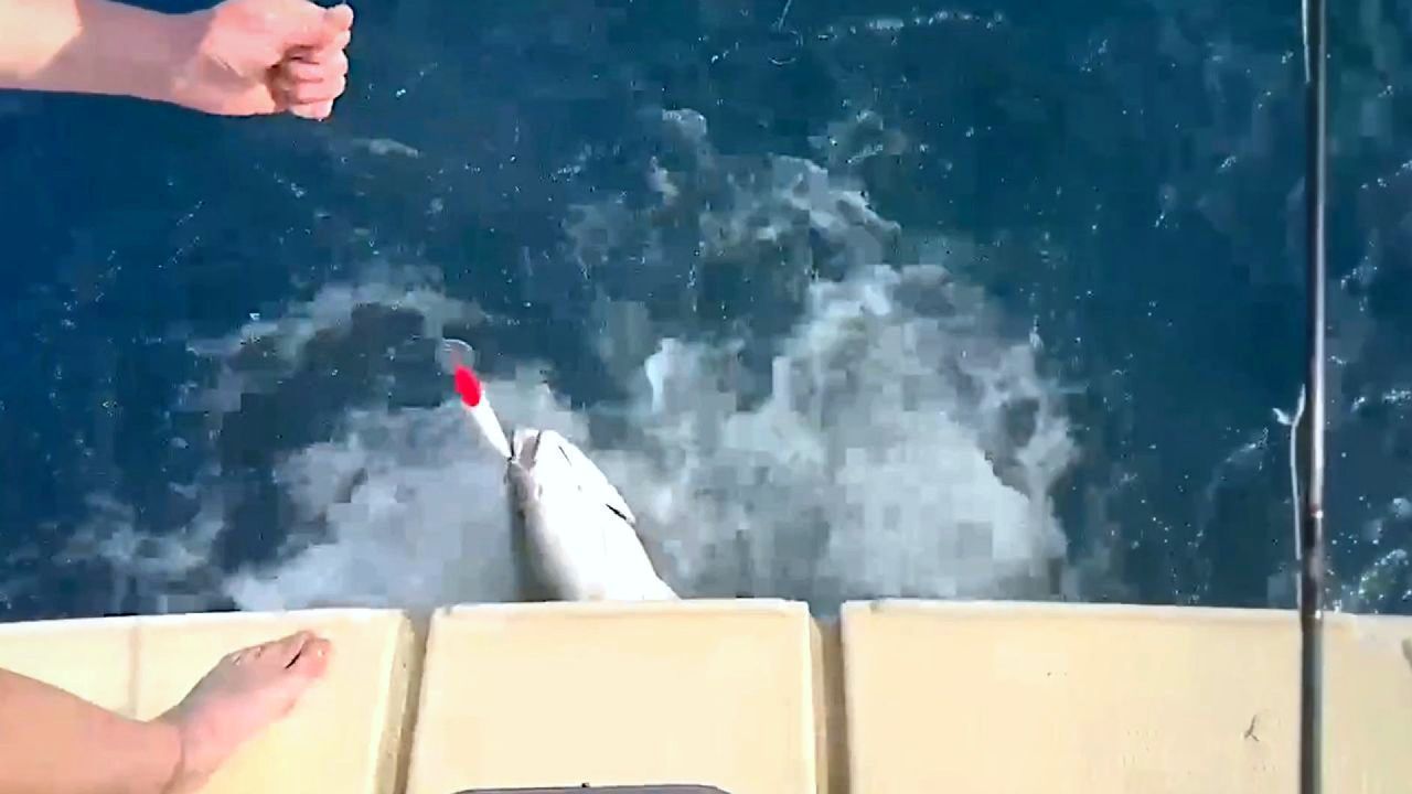 Angler holt Beute ein – da nähert sich ein schlauer Hai