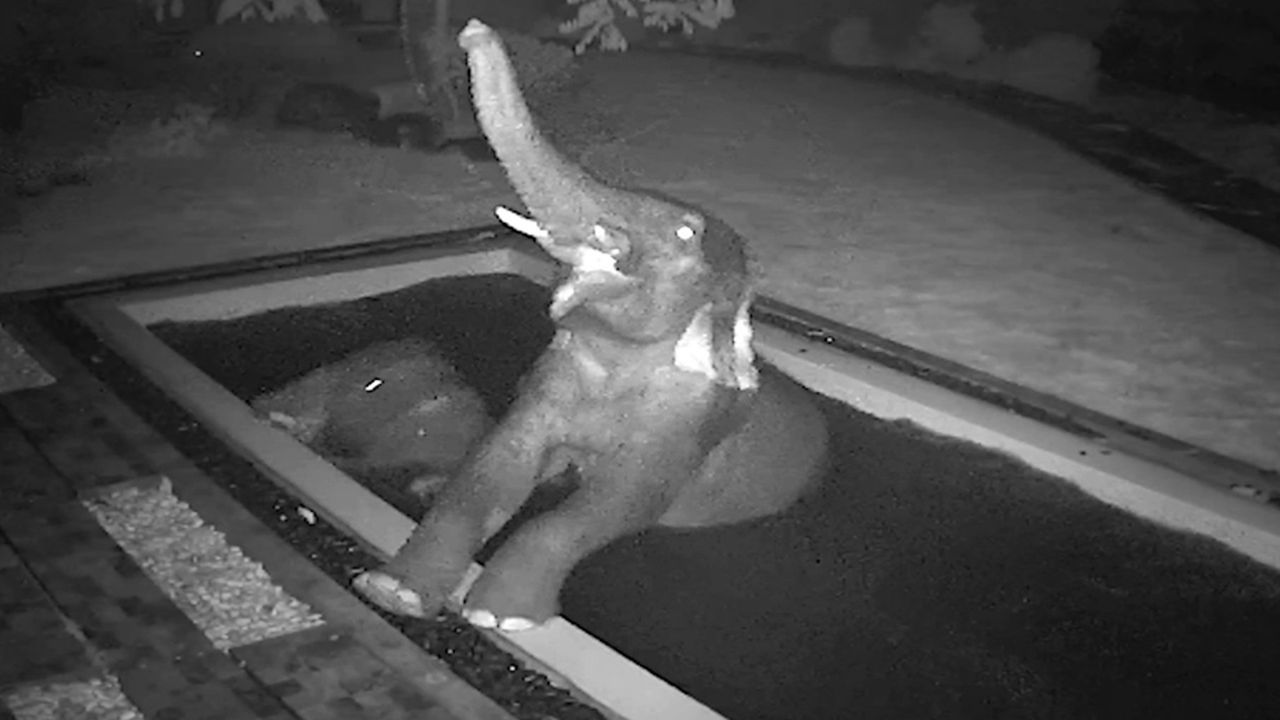Nächtlicher Badespaß: Junge Elefanten schleichen in Pool