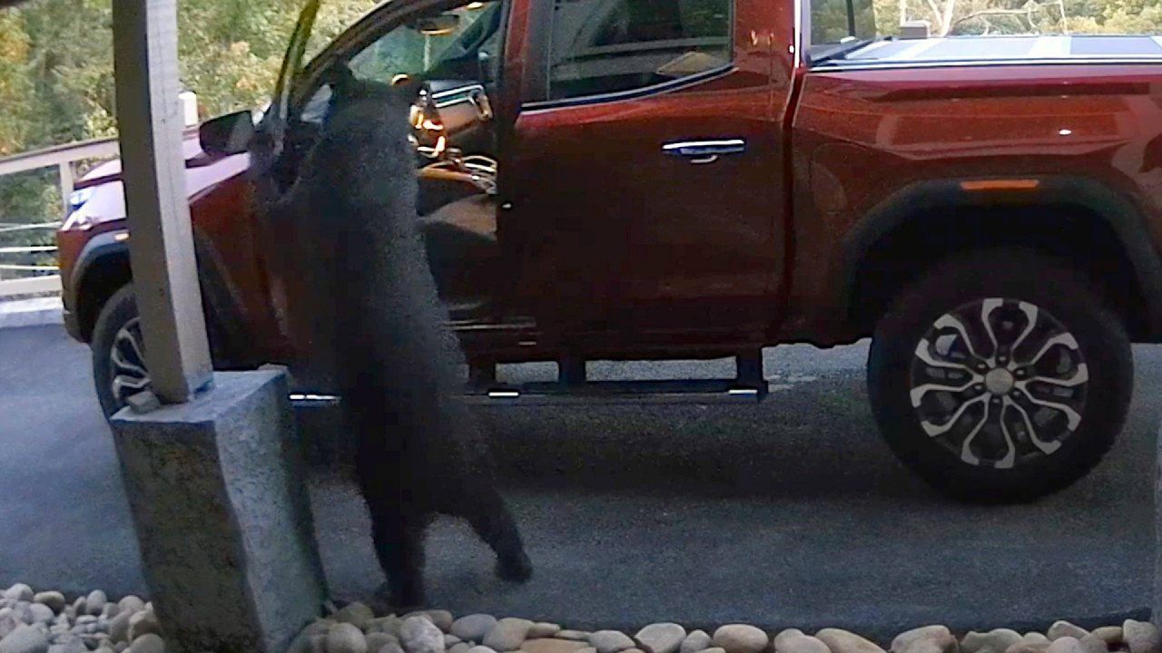 Mama-Bär öffnet Auto – dann kommt ihre ganze Familie