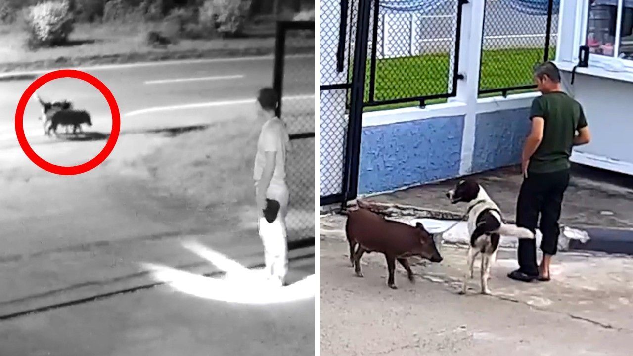 Gemeinsam ausgebüchst: Hund und Schwein begegnen Nachtwächter