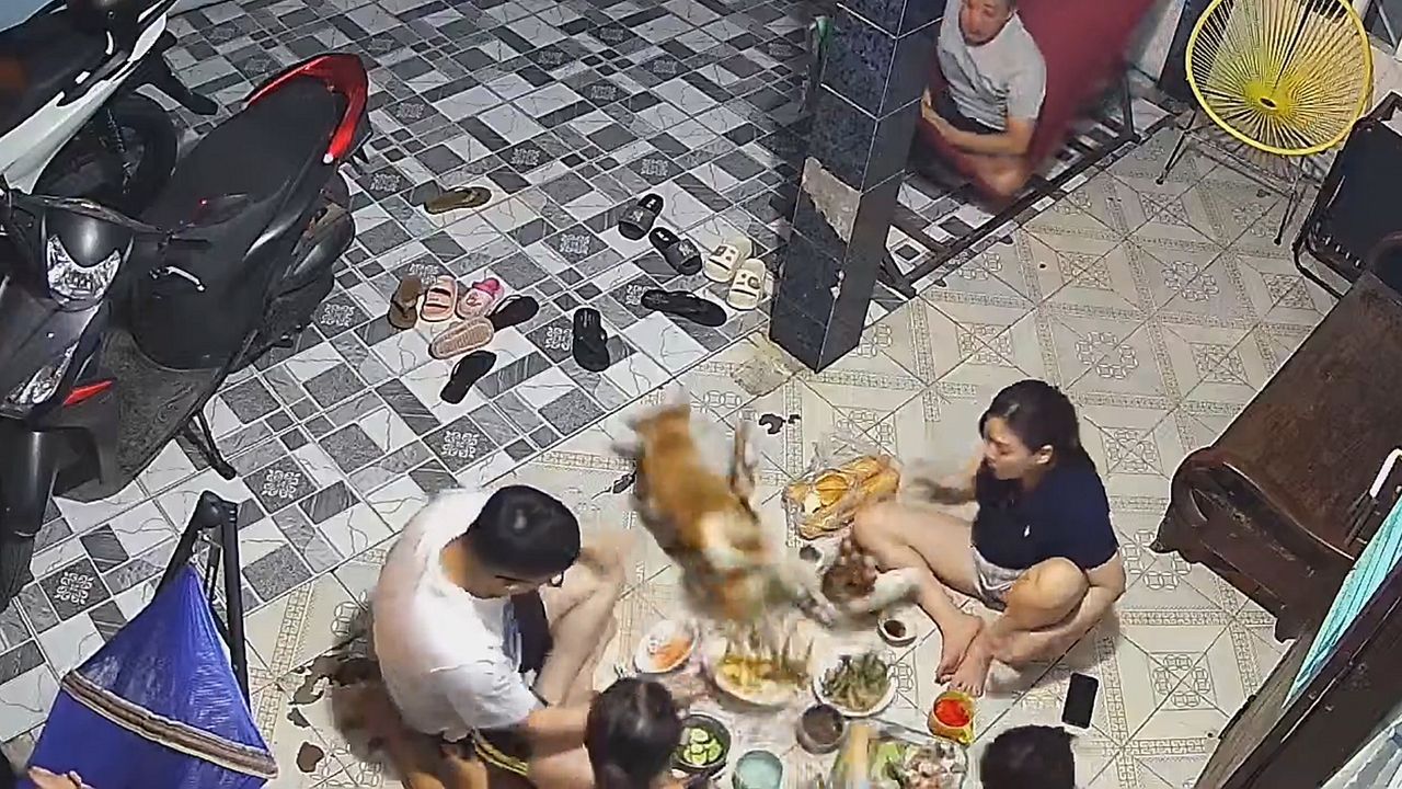 Gar nicht lecker: Hund rennt geradewegs durchs Abendessen