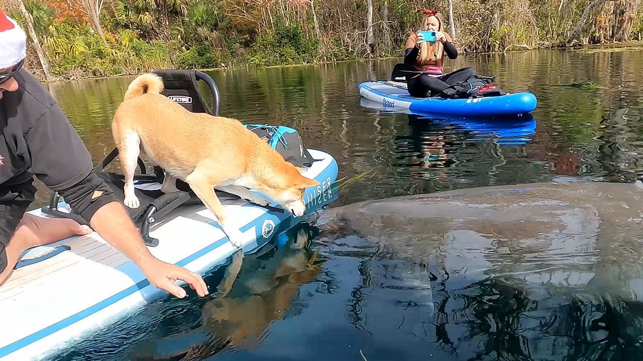 Tierisches-Treffen-Hund-und-Seekuh-beschnuppern-sich