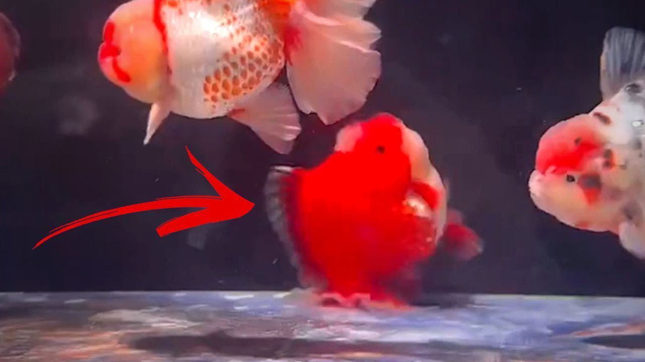 Wie ein Aufziehspielzeug: Fisch läuft aufrecht durchs Aquarium