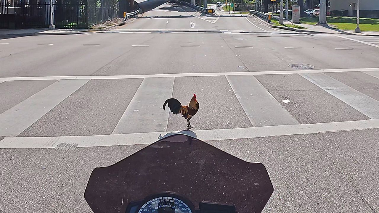 Vogel ganz brav: Hahn in Miami überquert Straße auf Zebrastreifen