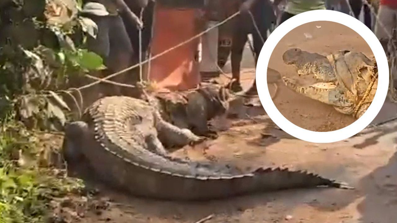Krokodil macht Kleinstadt in Indien unsicher – Einwohner fangen riesiges Reptil ein