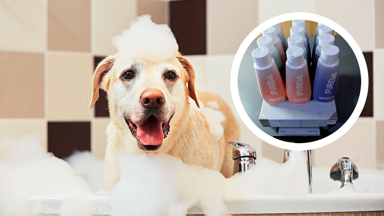 In Shampoo-Flaschen für Hunde: Flüssiges Meth am Flughafen von L.A. gefunden