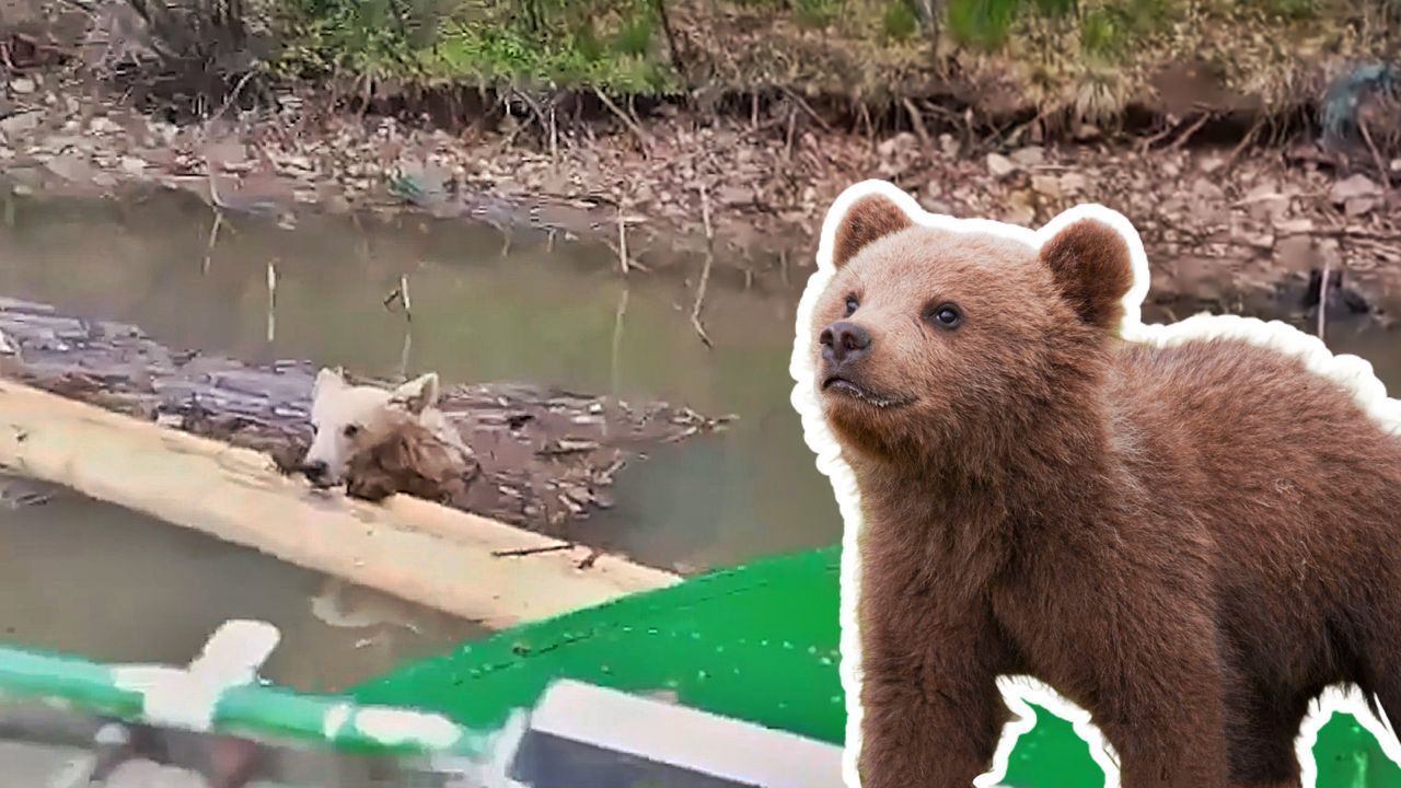 Video: Kleiner Bär in Not: Bootsfahrer rettet Bärenjunges vor dem Ertrinken