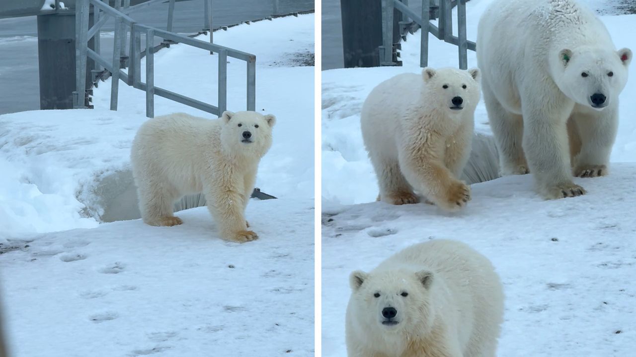 Mann trifft Eisbärenmama mit Nachwuchs – und behält die Nerven