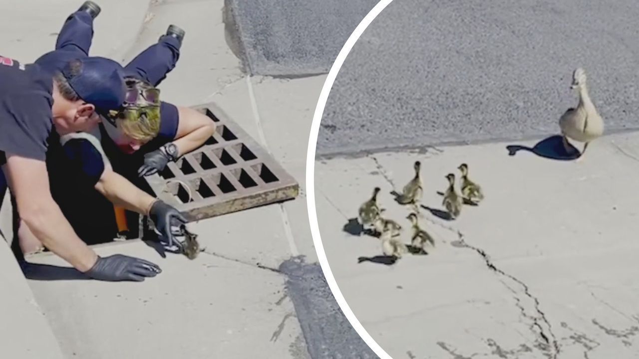 Video: Familie wiedervereint: Feuerwehr rettet Entenküken aus Gully