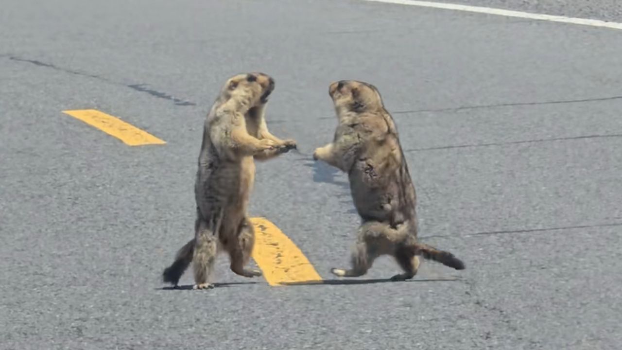 Video: Mitten auf der Straße: Murmeltiere in China duellieren sich