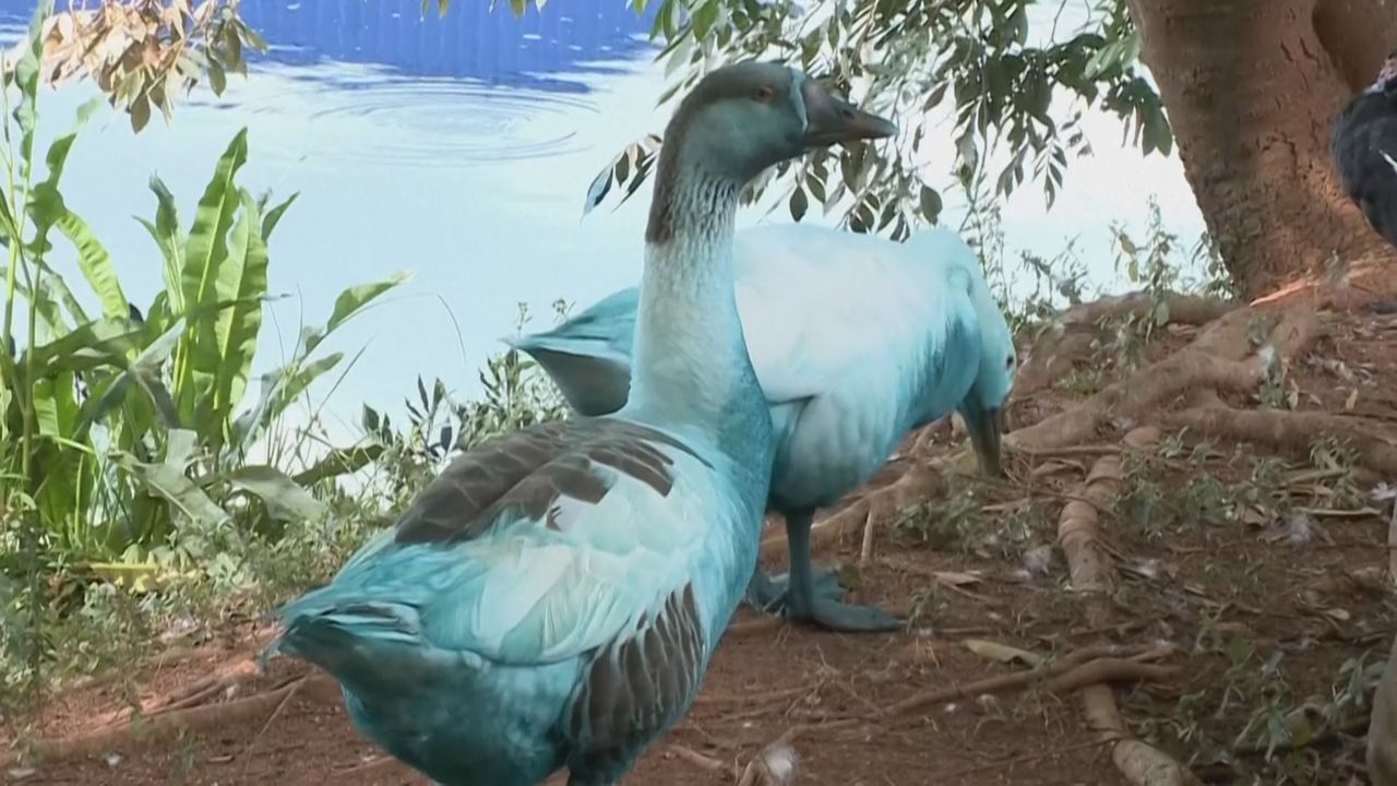 Video: Blaue Enten und Gänse: Farbstoff verunreinigt Fluss in Brasilien