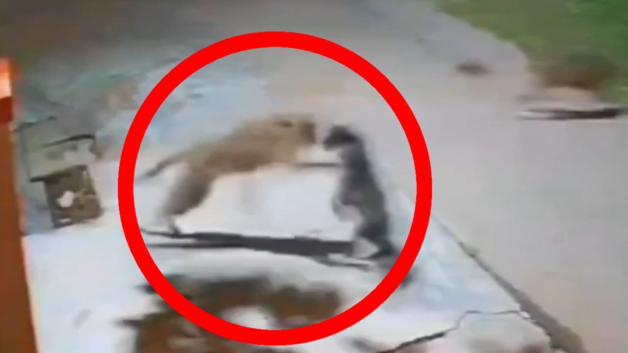 Video: Leopard hat es auf Hund abgesehen – doch dann kommt das Rudel