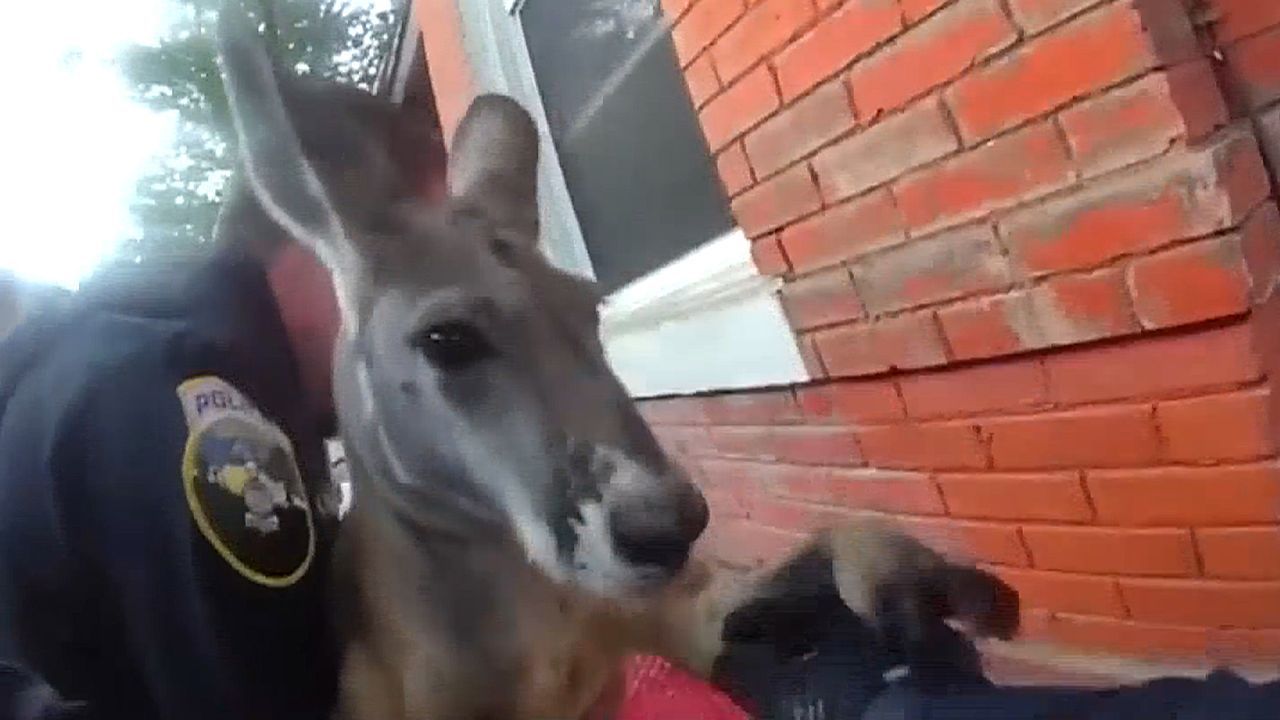 Video: Wieder ausgebüxt: Polizei schnappt Känguru in Colorado – zum zweiten Mal