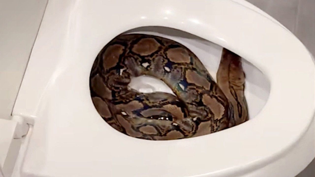 Riesenschlange im Klo – Mann in Bangkok macht Horror-Fund am frühen Morgen