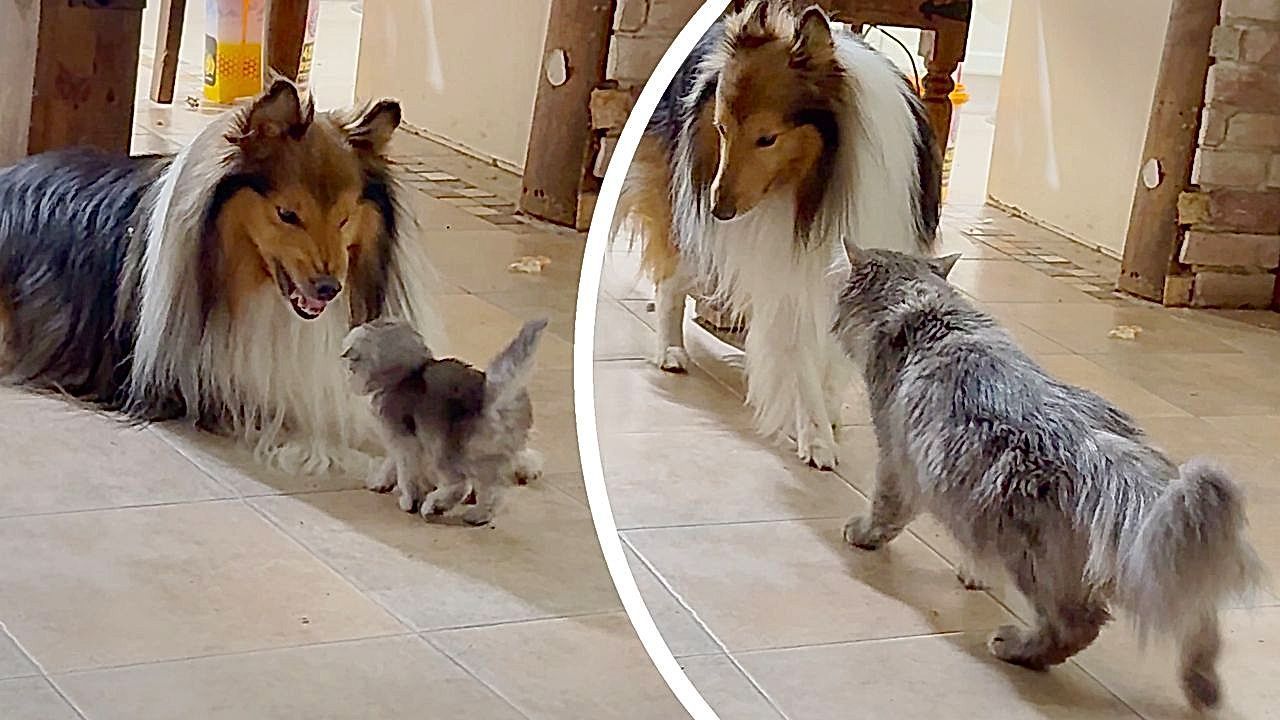 Video: Hund zeigt Kätzchen die Zähne – doch dann kommt die Mama