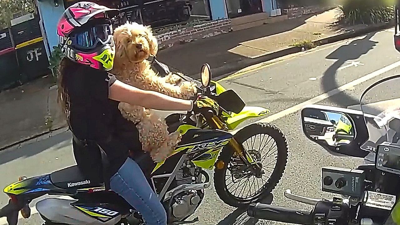 Hund auf der Brust – Polizei stoppt Motorradfahrerin