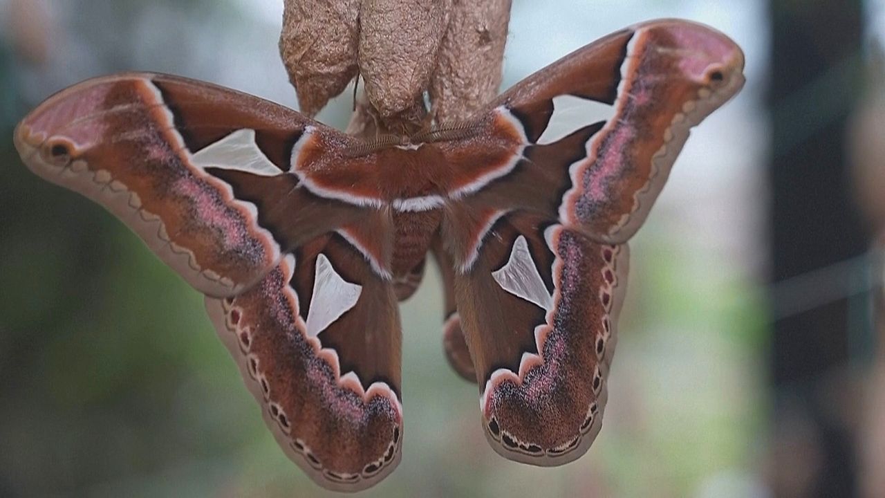 Video: Riesen-Motte: Mexikanisches Museum rettet bedrohte Nachtfalter