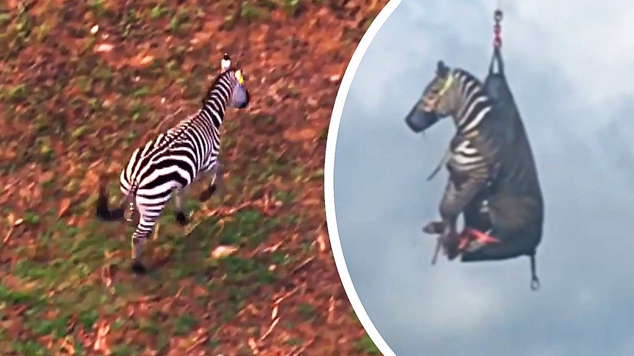 Zebra in Tennessee nach über einer Woche auf der Flucht eingefangen