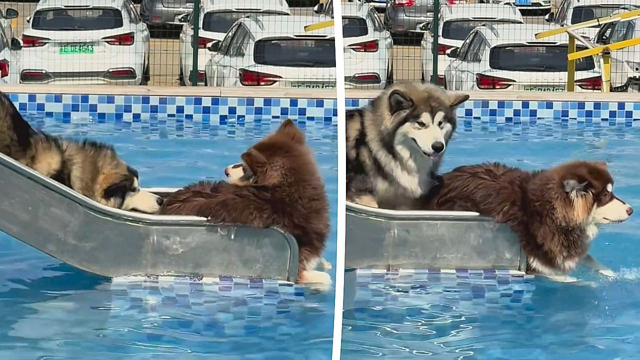 Im letzten Moment abgebremst: Hunde sorgen auf Schwimmbadrutsche für Spektakel