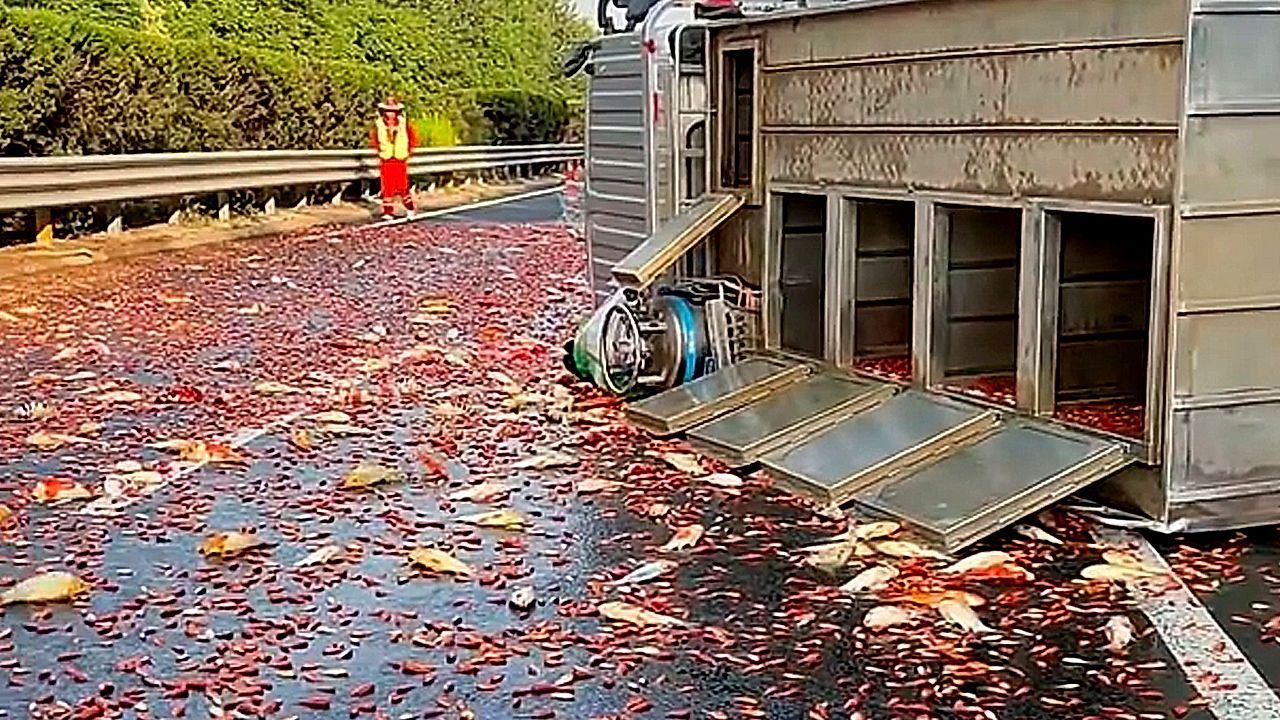 Video: Lkw kippt um – unzählige Goldfische landen auf der Straße