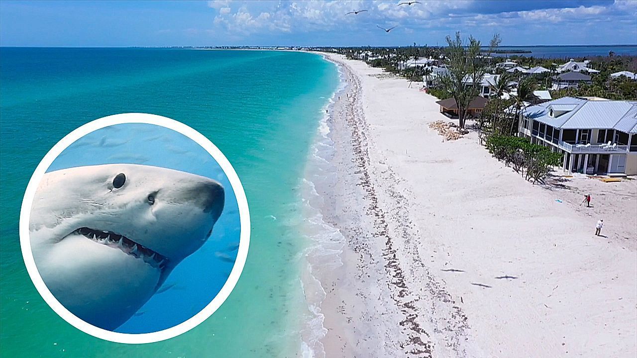 Video: In die Hand gebissen: Hai greift Neunjährige in Florida an