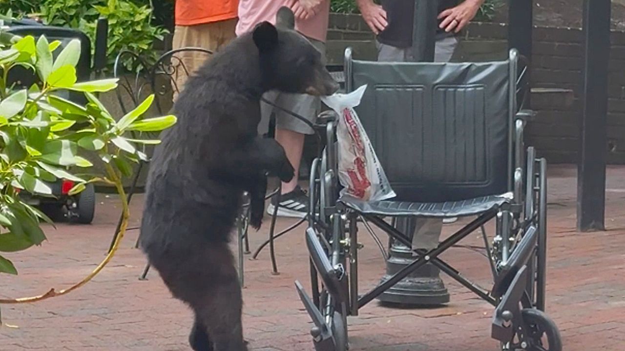 Video: Junger Bär macht Einkaufszentrum in Tennessee unsicher