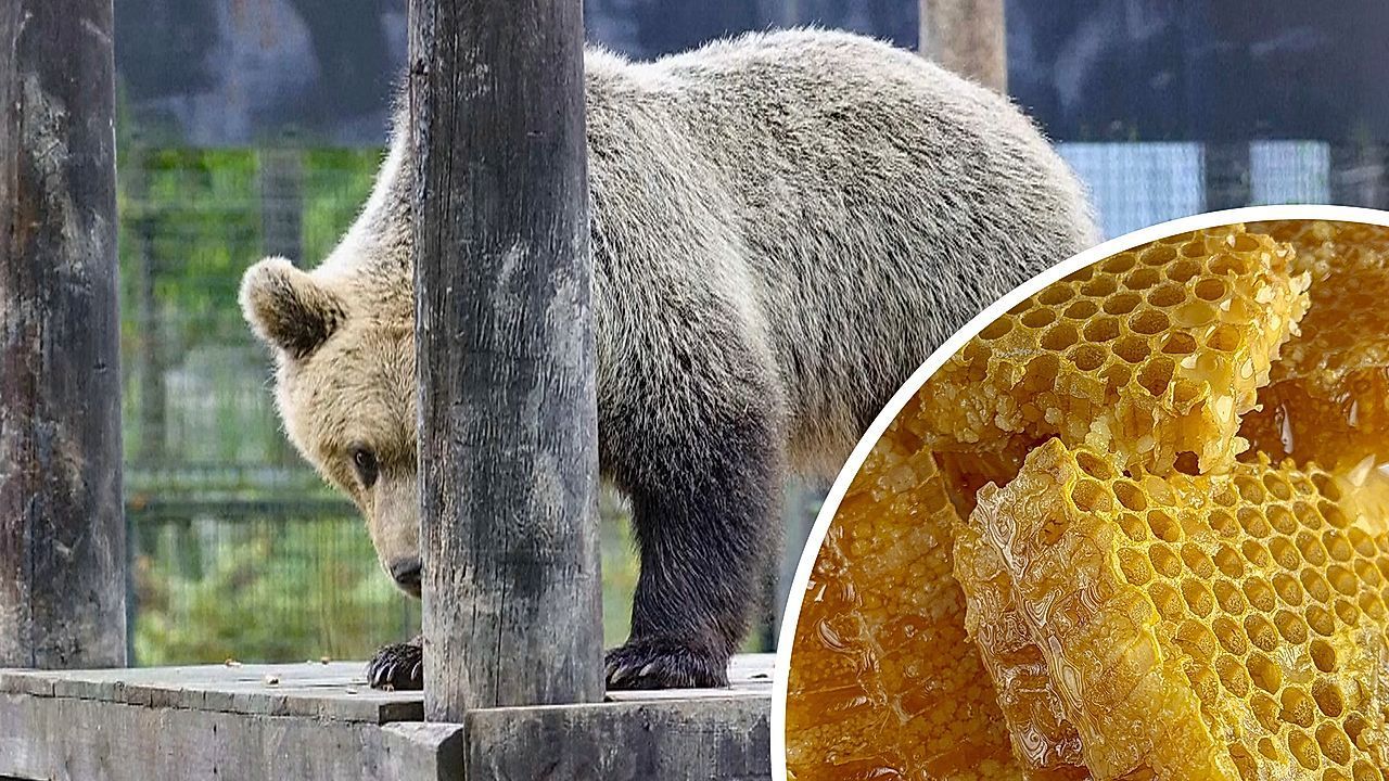 Honigrausch in England: Ausgebüxte Bären machen Tierpark unsicher