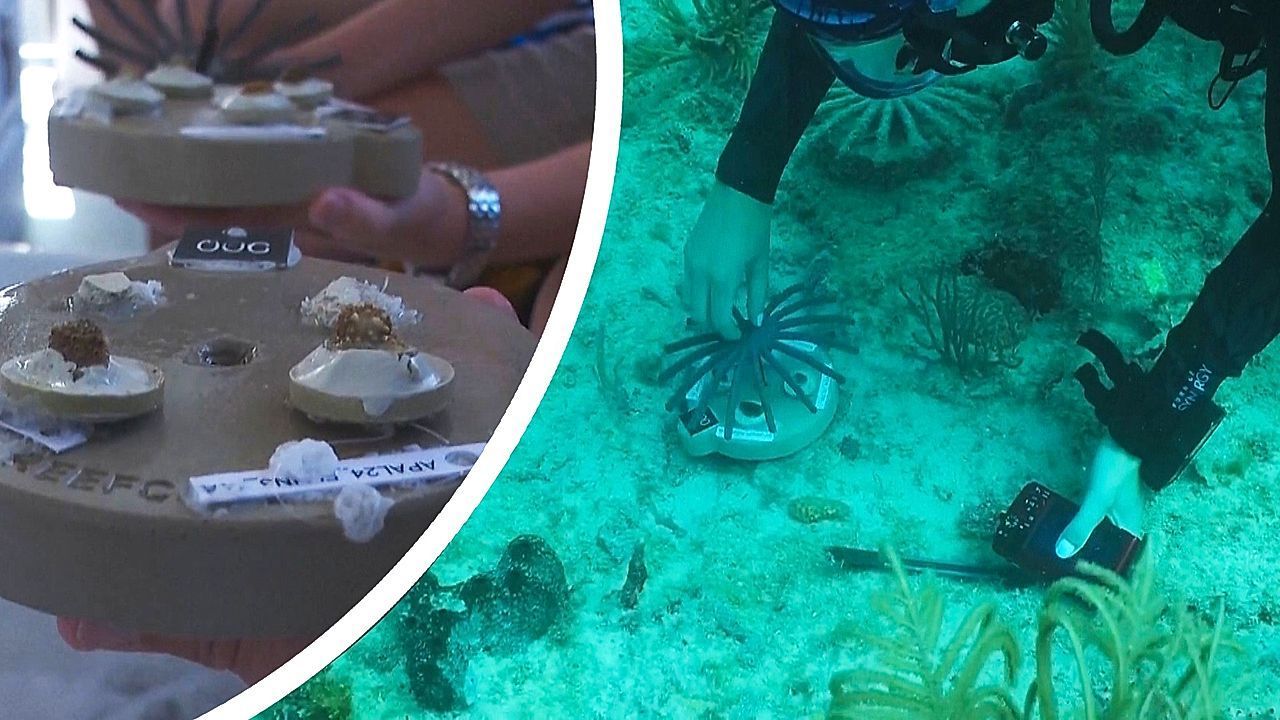 Neue Hoffnung für zerstörte Riffe: Gekreuzte Korallen sollen Wärme aushalten