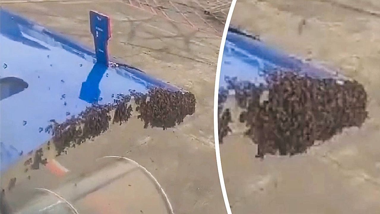 Frachtluke gekapert: Bienenschwarm legt Passagierflugzeug lahm