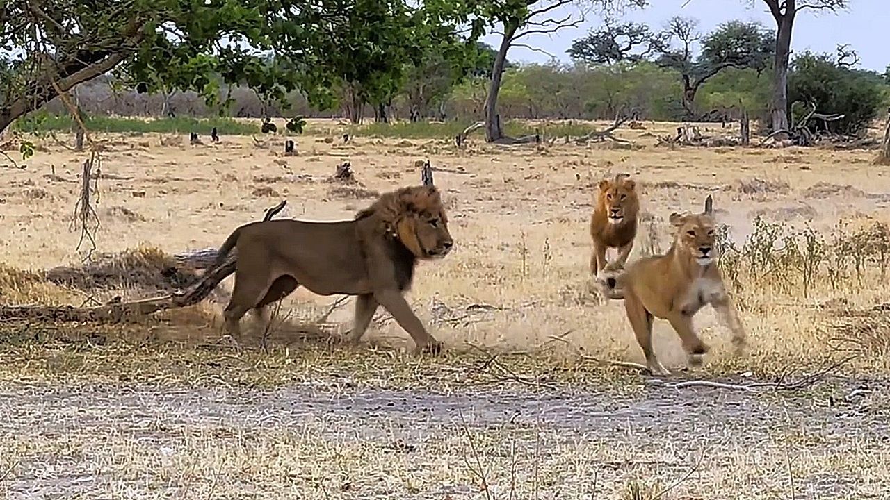Video: Flirtende Löwin lockt Löwen in Hinterhalt