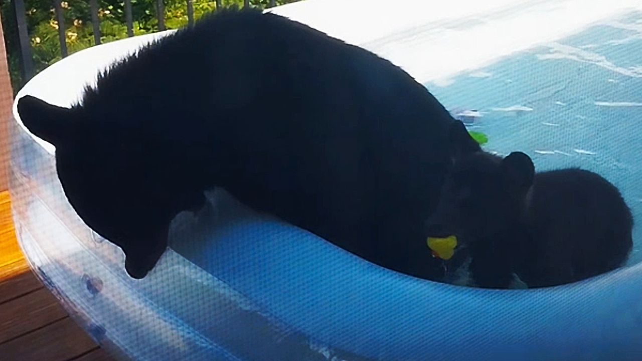 Video: Quietscheente zum Fressen gern: Bären kapern Planschbecken