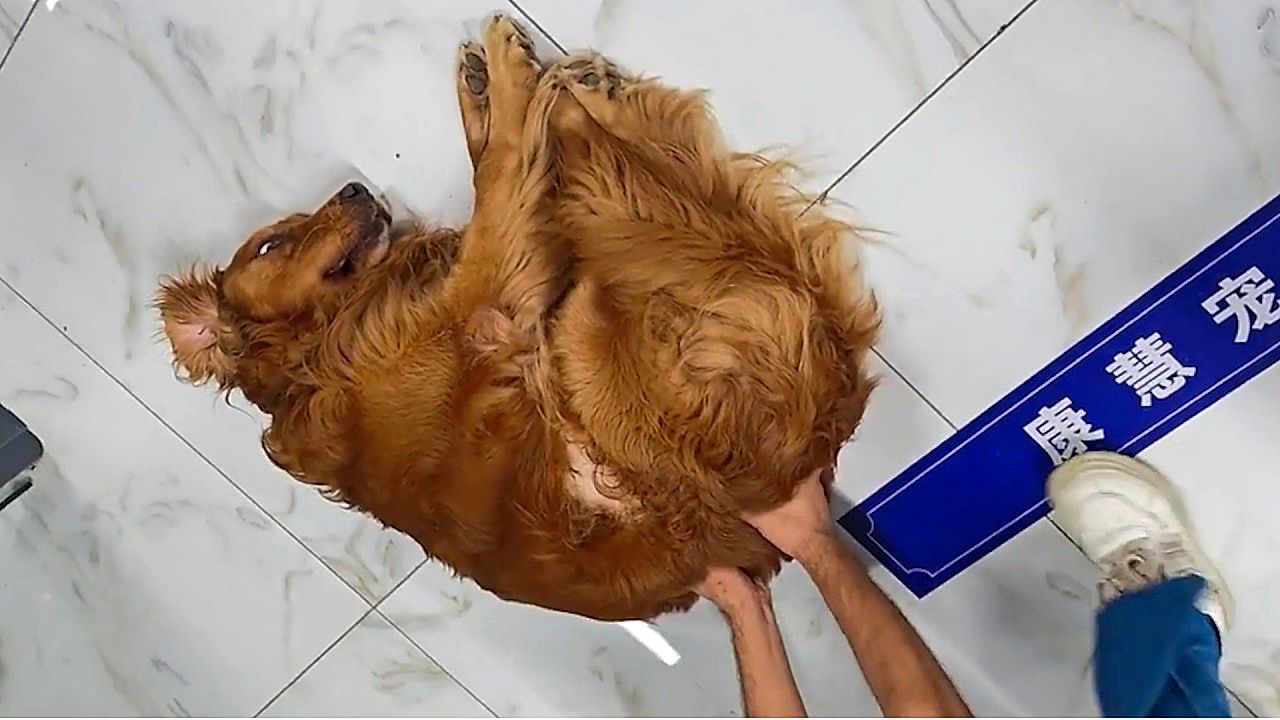 Drama-Queen: Golden Retriever lässt sich beim Tierarzt über den Boden schieben