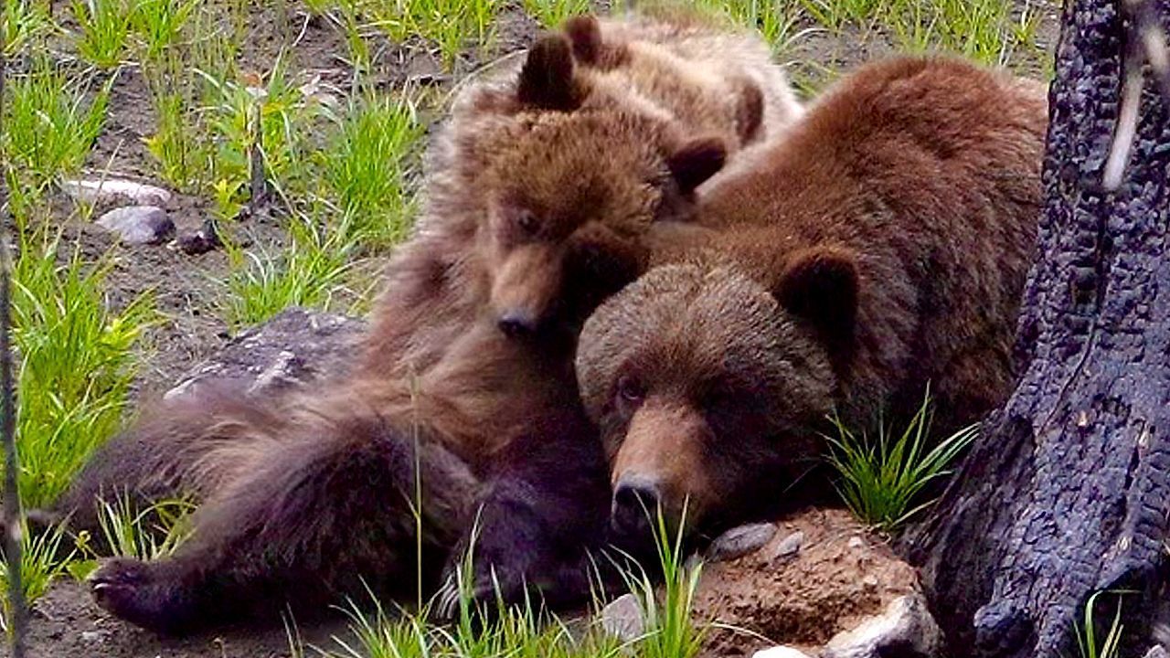 Video: Tierische Nervensägen: Bärenkinder wecken ihre schlafende Mama