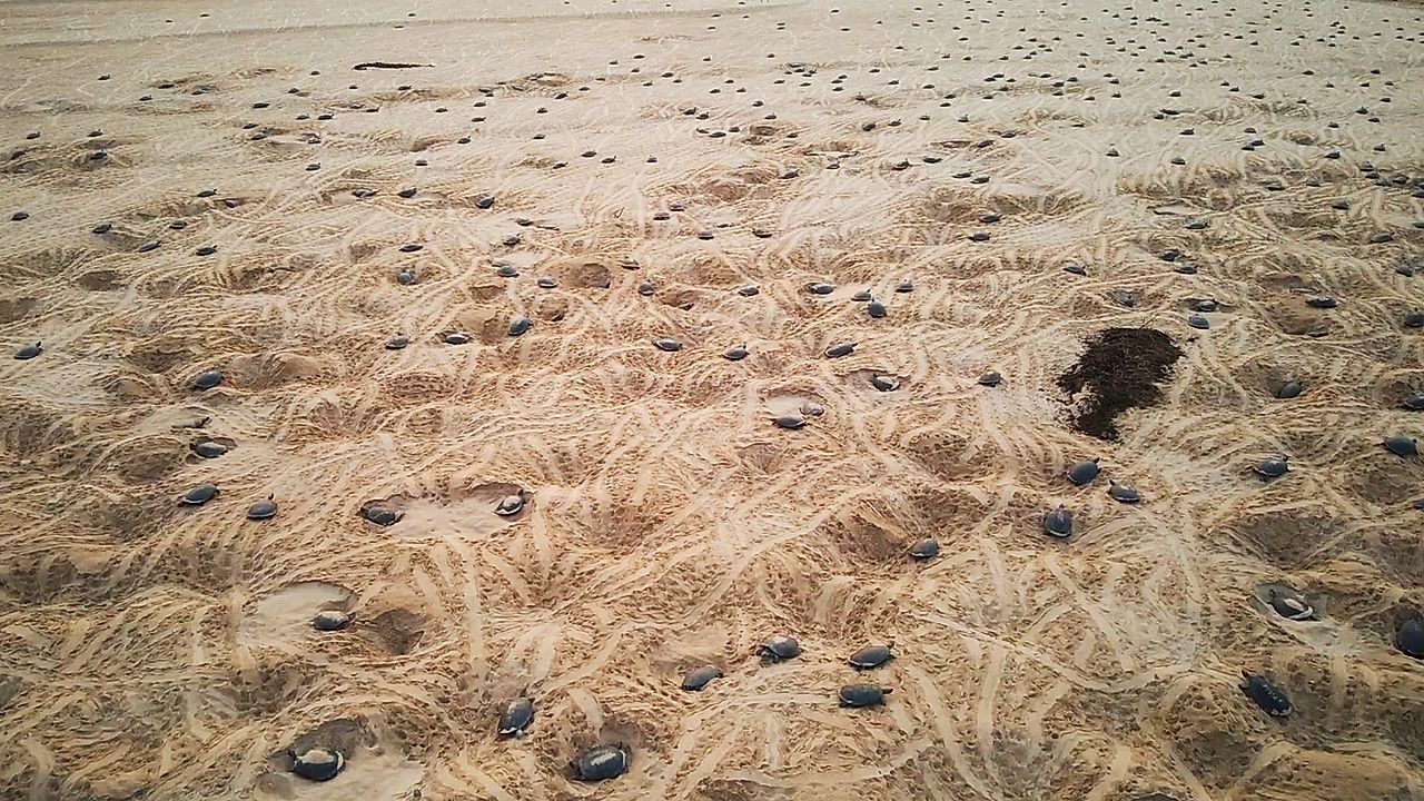Video: Schildkröten so weit das Auge reicht: Drohne filmt größte Kolonie der Welt