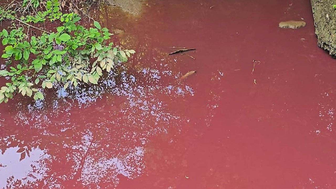 Bach blutrot: Flüssige Schweinegülle sorgt für schweres Umweltproblem in Ohio