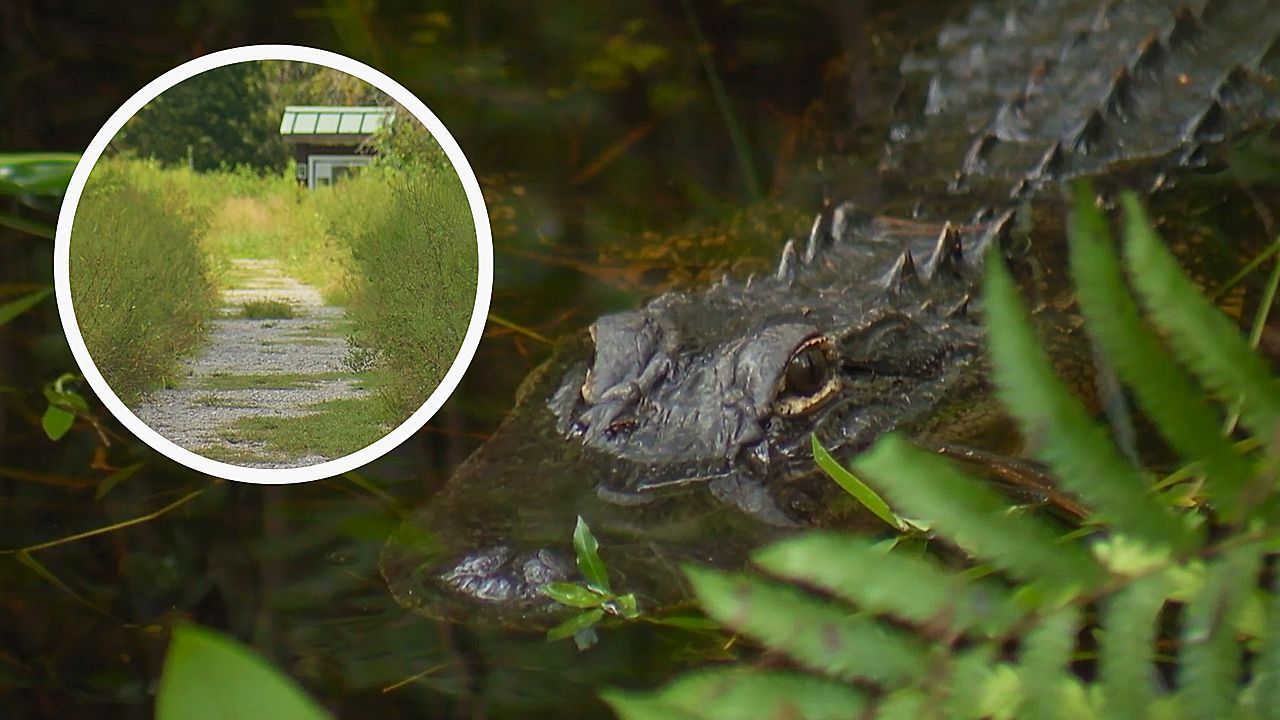 Opfer an Arm und Bein verletzt: Alligator attackiert Wanderin in Florida