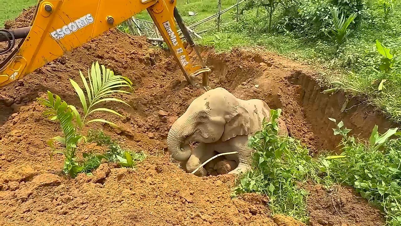 Video: Riese steckt fest – Elefant aus Schlammloch befreit