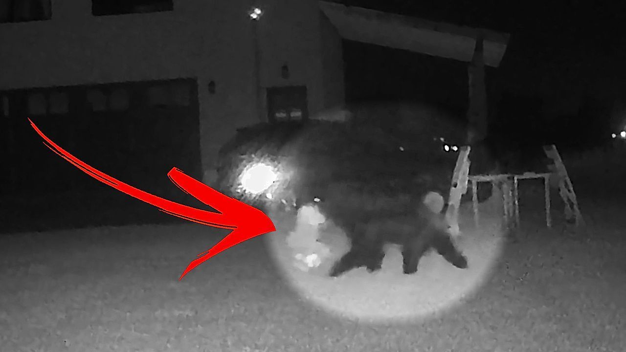 Video: Bärenmama stiehlt Stofftier des Hundes für ihr Junges