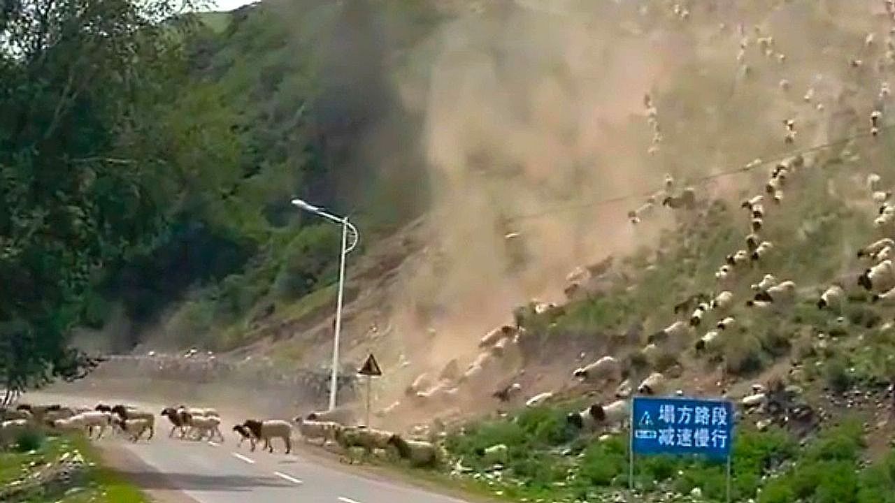 Avalanche of sheep blocks the entire road