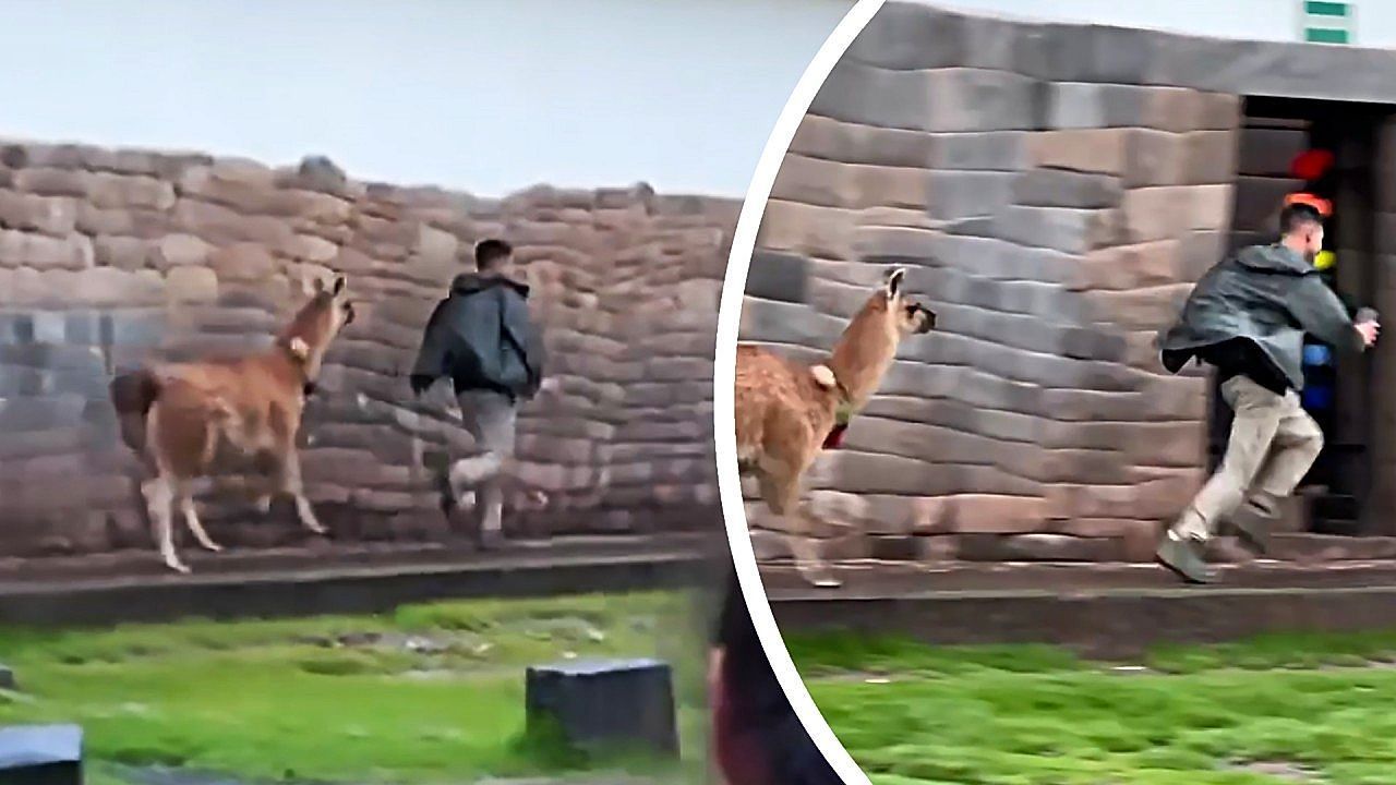 Video: Nerviger Tourist: Verärgertes Lama jagt Besucher über Markt