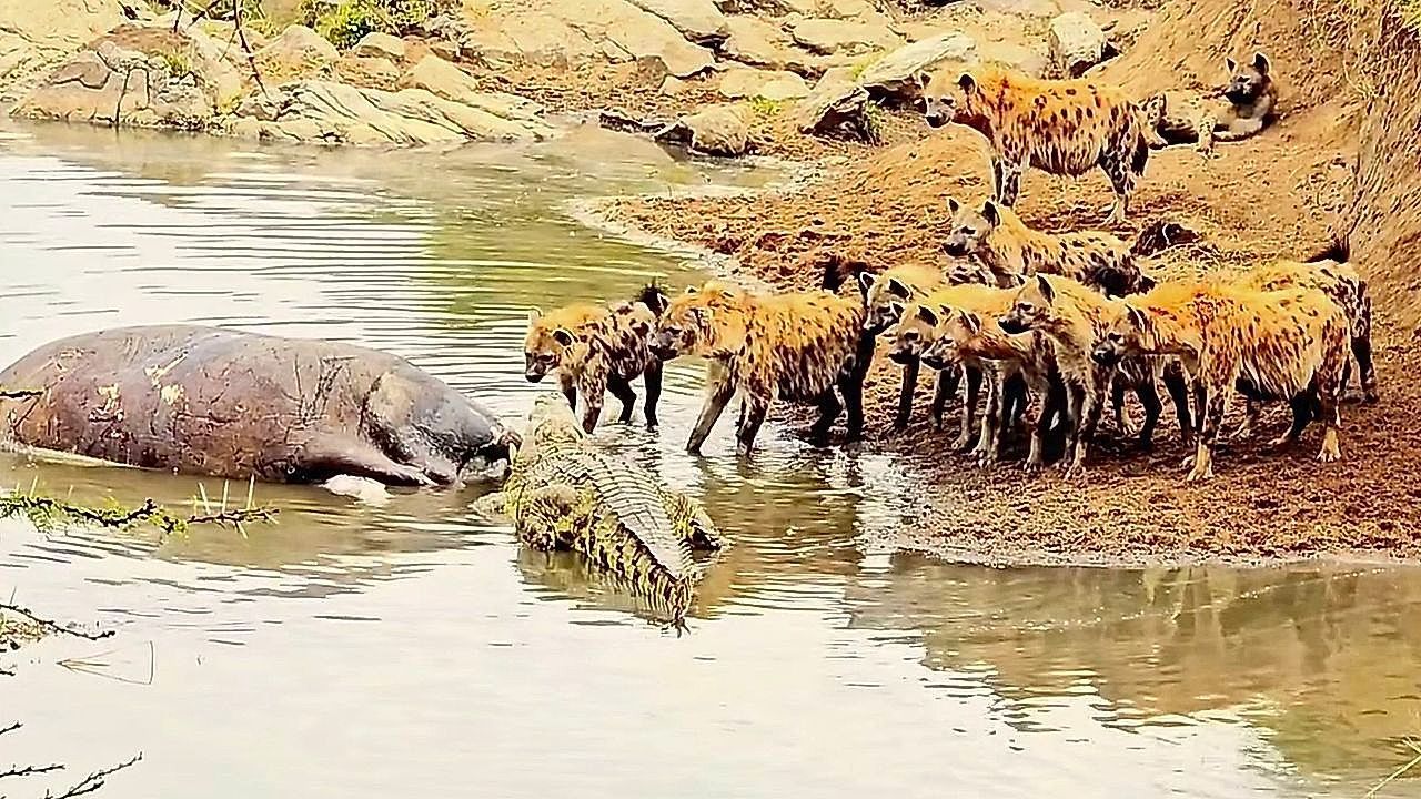 Video: Crocodile defends hippo carcass from hungry hyenas