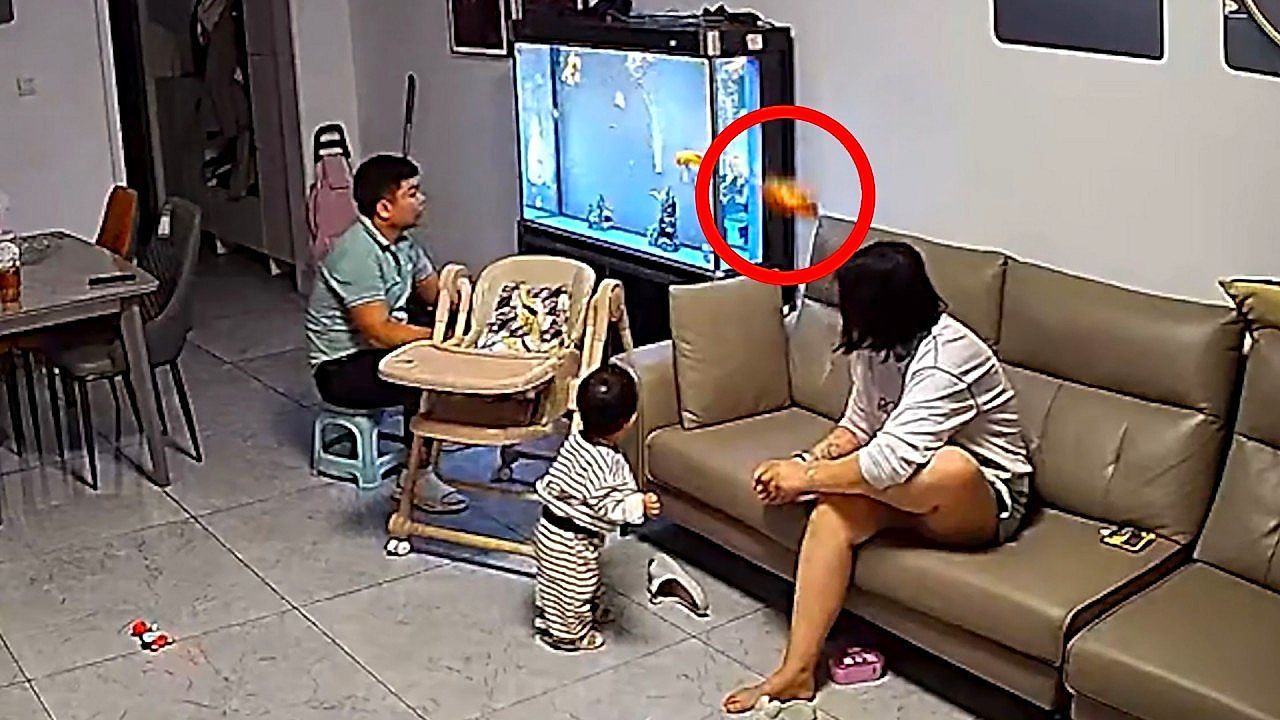 Video: Sprung aufs Sofa: Fisch schockt Familie in China