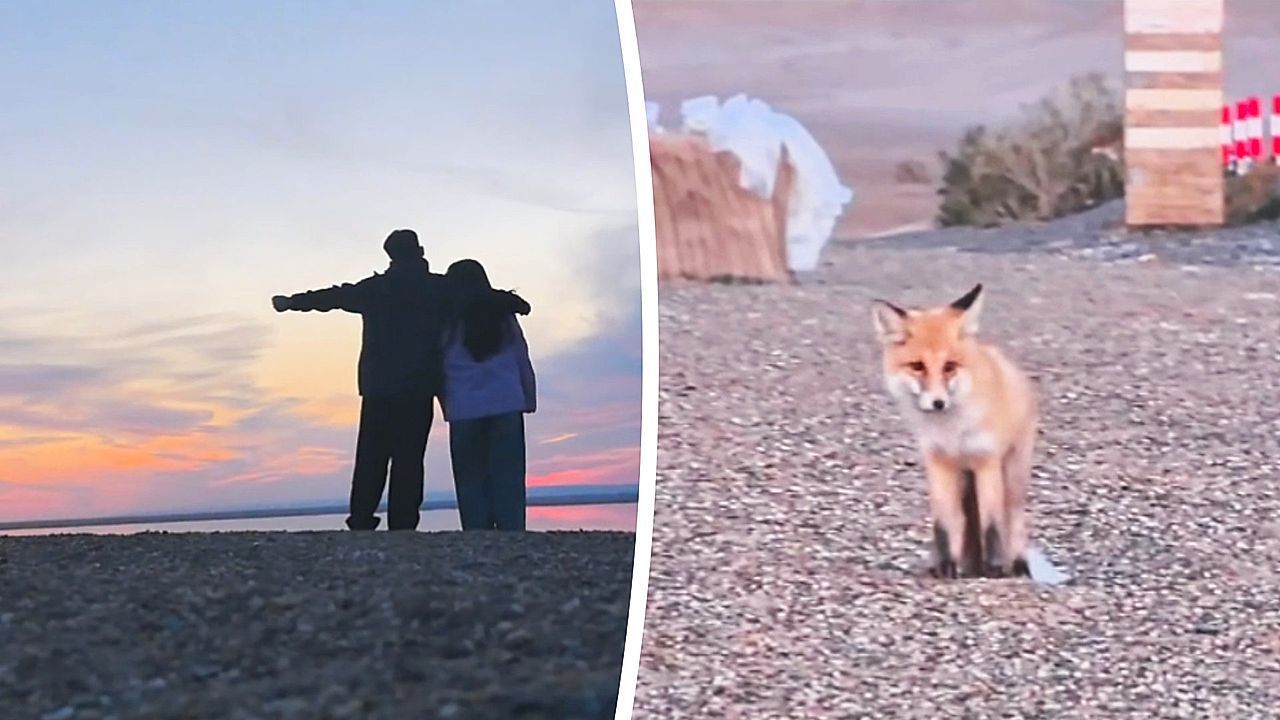 Verliebtes Paar filmt sich bei Sonnenuntergang – da kommt ein frecher Fuchs