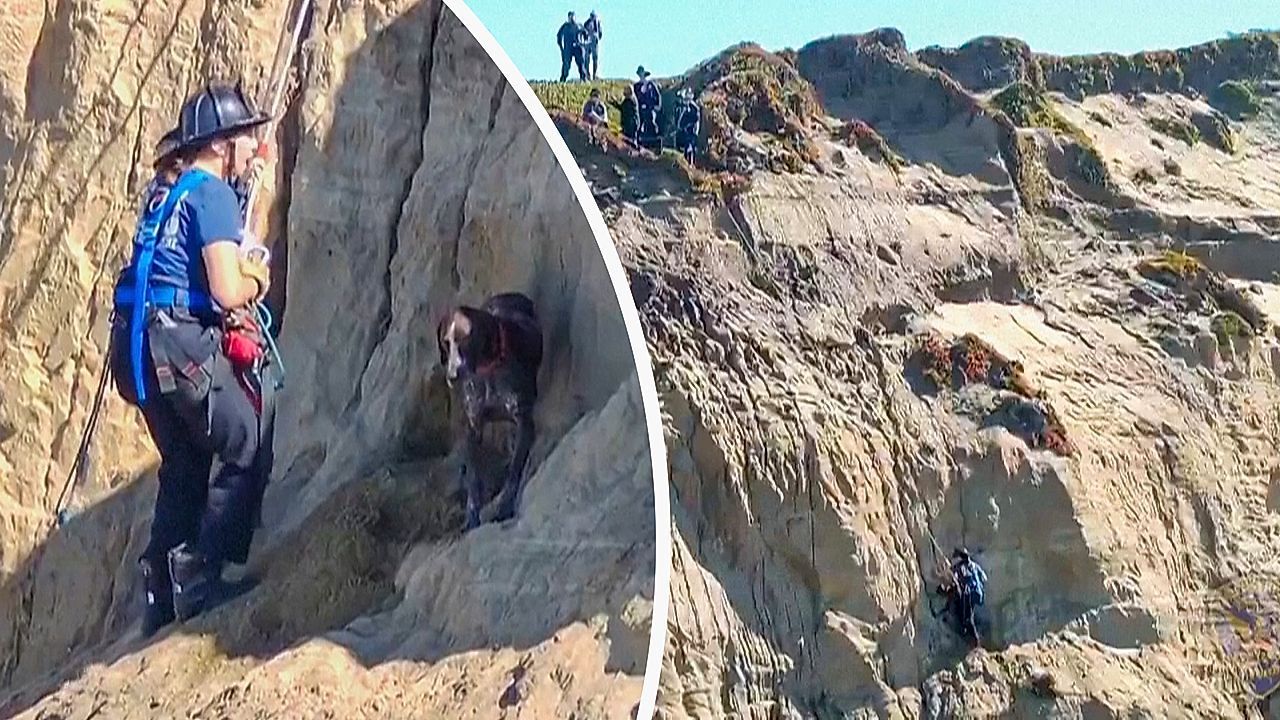 Video: Zwölf Meter tief gestürzt: Einsatzkräfte retten Hund aus Steilküste