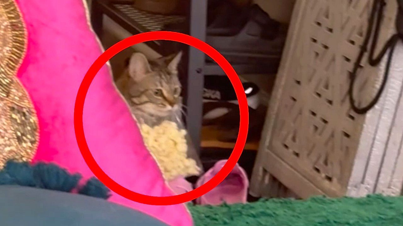 Video: Playful kitten caught stealing popcorn in Maryland home